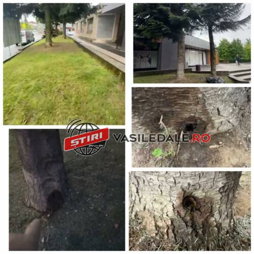 EXCLUSIV VIDEO: Cinci brazi falnici și sănătoși au fost găuriți de persoane necunoscute. Vor să îi ”omoare” pentru a-i tăia?