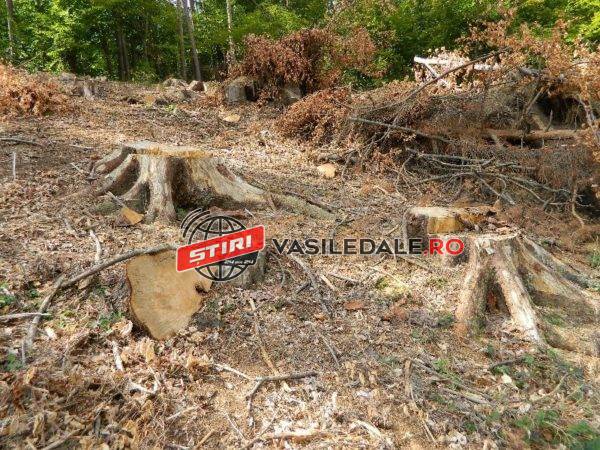 EXCLUSIV: Masacrul din pădurile ce aparțin de Ocolul Silvic Băiuț continuă. În 560 de cioate descoperite