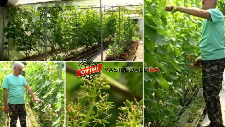 Afacerea de succes pornită de un maramureşean mutat de la oraş la ţară. Îşi vinde recolta cu câteva luni mai repede decât ceilalţi producători