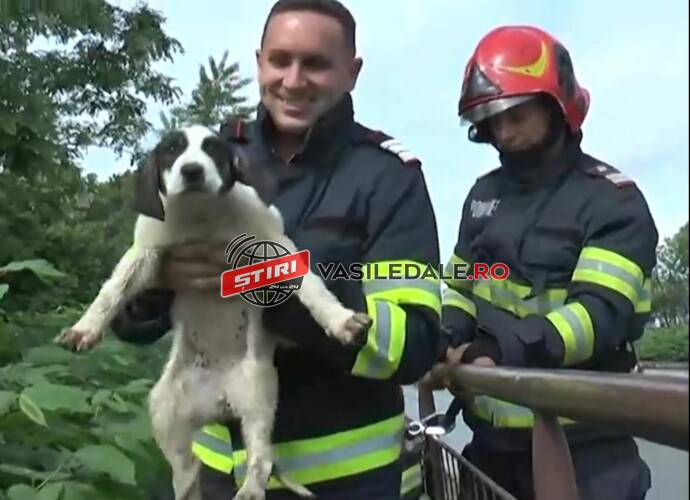EXCLUSIV VIDEO: Căţel salvat din râul Săsar. A fost adoptat de pompieri