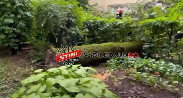 VIDEO: Ploaie torenţială în Baia Mare, copac rupt pe str. George Coşbuc