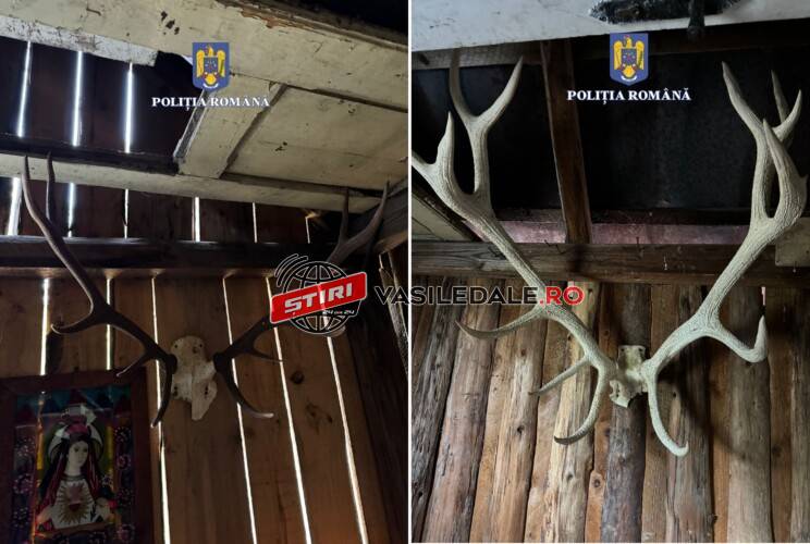 Trofee de cervidă ridicate de polițiști în urma unor percheziții în Borşa