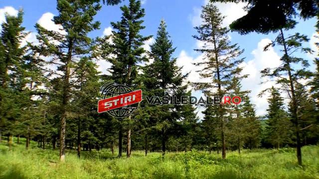 Produsul cu care o mică parte din Maramureş a devenit cunoscută în toată Europa. Germanii sunt cei mai interesaţi şi plătesc şi 100 euro pe kilogram