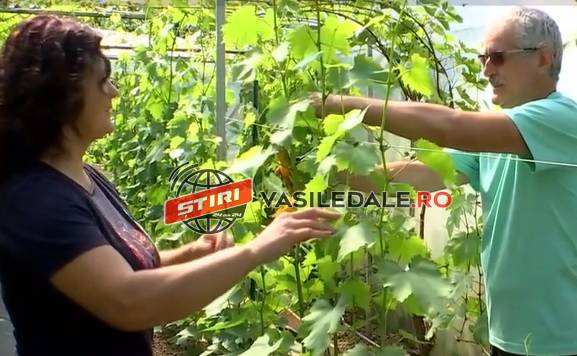 VIŢĂ DE VIE ÎN SOLAR: Investiţia de 3.000 de euro care a schimbat viaţa unei familii din Maramureş. Afacerea le aduce bani frumoşi