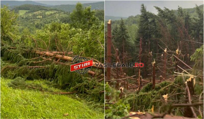VIDEO: Maramureșul lovit de o vijelie cu puterea unui URAGAN: Pădurea cântăreței Maria Nemeș din Văleni rasă de pe suprafața pământului