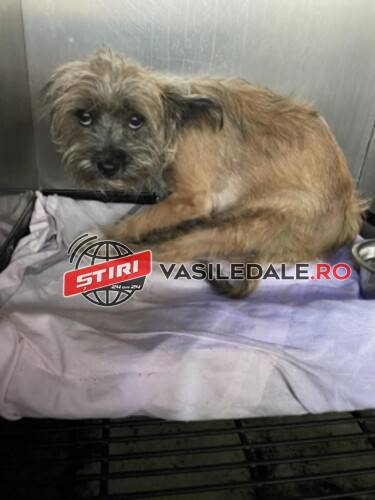 ORDIN DE PLASARE ÎN ADĂPOST – Polițiștii specializați în protecția animalelor, protectorii unui patruped canin