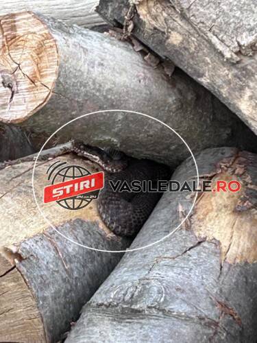 ATENȚIE MARE: Viperele au ieșit la soare în stațiunea IZVOARE dar și pe Creasta Cocoșului (EXCLUSIV VIDEO)