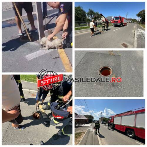 VIDEO: Administrație publică locală FĂRĂ MINTE – Cățeluș salvat de pompieri după ce a căzut în canalizarea lăsată fără capac