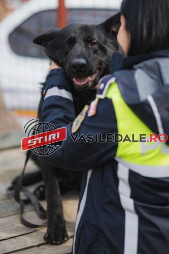 Activități desfășurate în teren pentru protecția animalelor