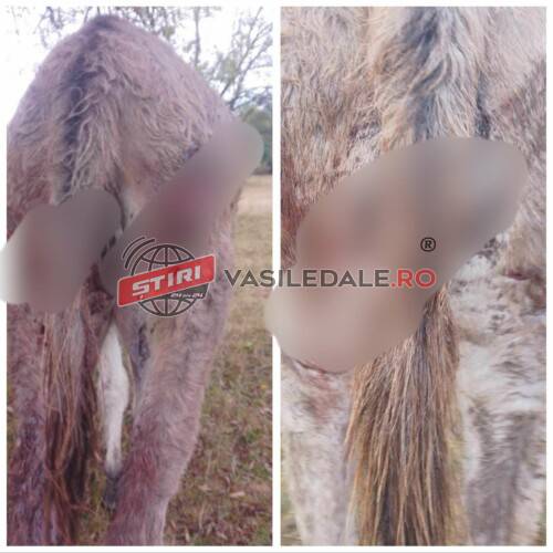 ATAC ÎN MIEZ DE NOAPTE: Animale rănite după atacul unui mistreț la o stână din Coaș (exclusiv foto)