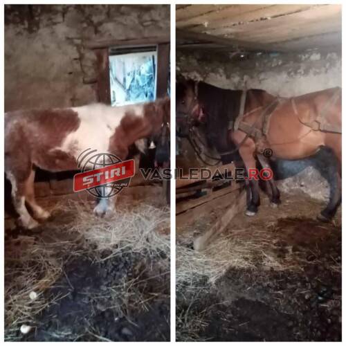 VIDEO: DIVORȚUL BATĂ-L NOROCUL – Polițiștii fac naveta după ce o femeie își reclamă soțul la 112 sau în mediul online ba că o amenință, ba ca e băut, ba că face scandal, ba că nu-și hrănește animalele