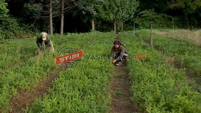 Cum se desfăşoară munca în pepiniera de pe Valea Borcutului din care pleacă puieţi de molid şi paltin în toată ţara. România a primit 500 de milioane de euro pentru împăduriri până în 2026