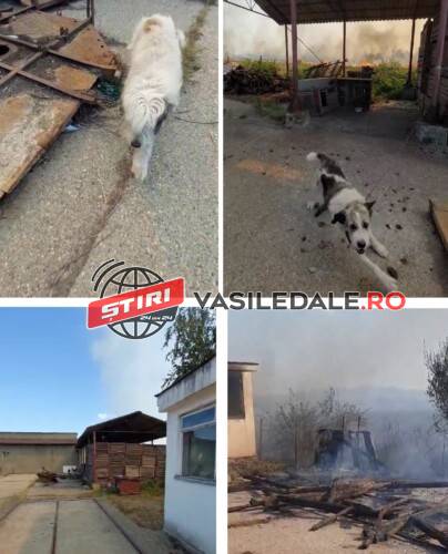 EXCLUSIV VIDEO / PRĂPĂD ÎN LĂPUȘEL: Focul a mistuit gospodării și anexe godpodărești. Doi cățeluși salvați de la moarte – actualizare 6