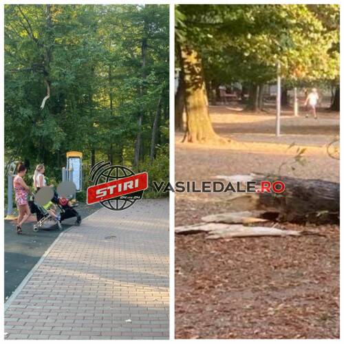 EXCLUSIV FOTO: SUB PRIVIRILE ÎNGROZITE ALE PĂRINȚILOR – Copac căzut peste locul de joacă pentru copii din Parcul Regina Maria din Baia Mare. Primăria anunțase că a tăiat toți copacii bolnavi – ACTUALIZARE