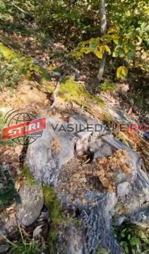 VERIFICĂRI: Cioate nemarcate descoperite în pădurile OS Strâmbu Băiuț. Acțiune și la Vișeu de Sus