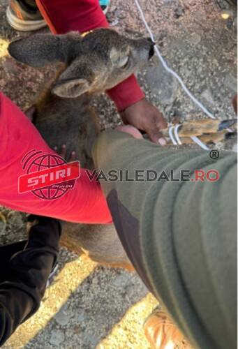 VĂLENII LĂPUȘULUI: Pui de căprior ținut în captivitate salvat de polițiști (foto)