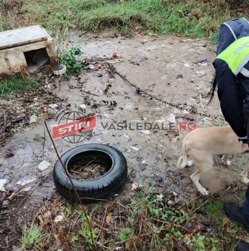 Băimărean amendat cu 29.500 lei pentru deținerea a unor câini în condiții rele