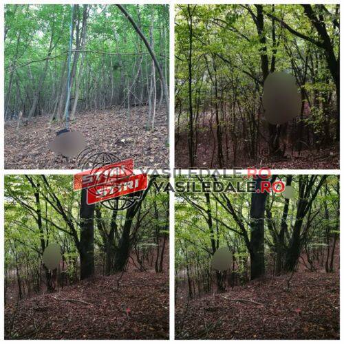 EXCLUSIV: Condamnare definitivă pentru un localnic și doi minori din Stoiceni. A plătit cu 20 de lei doi minori pentru a-i ucide doi câini într-o pădure