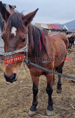 Polițiștii Biroului pentru Protecția Animalelor au intervenit pentru salvarea unei cabaline Polițiștii Biroului pentru Protecția Animalelor au intervenit pentru salvarea unei cabaline