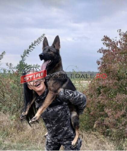 ATENȚIE: Abandonarea animalelor constituie contravenție!