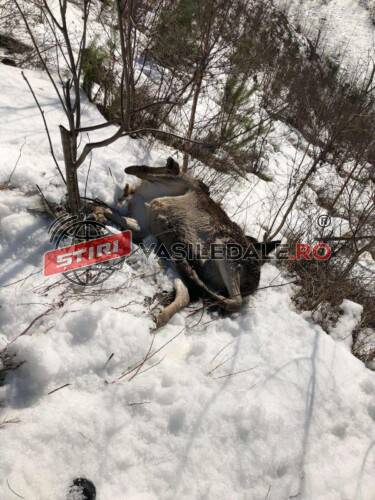 EXCLUSIV FOTO: Trei căprioare au fost împușcate de braconieri în munții Maramureșului, la Borșa