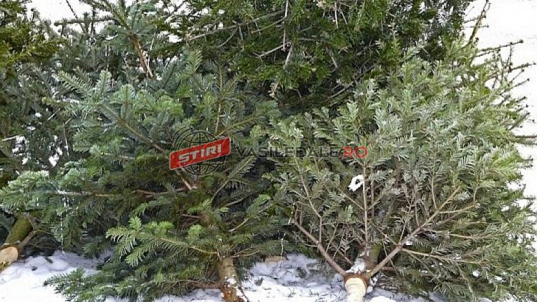 Colectarea brazilor de Crăciun se va face între 9 și 20 ianuarie