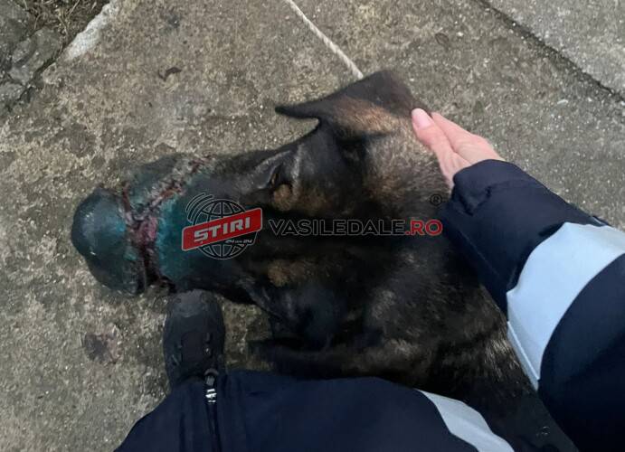 Dosar penal după ce polițiștii de la Protecția Animalelor au găsit în Băița de Sub Codru un câine maltratat