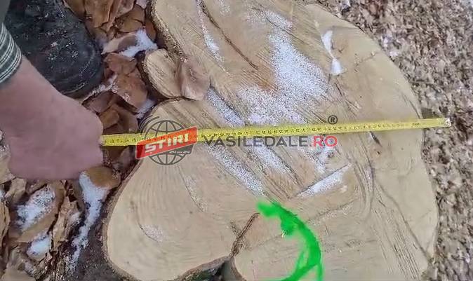 VIDEO / SIGHETU MARMAȚIEI: Bărbat sancționat de jandarmi pentru tăiere ilegală și furt de material lemnos