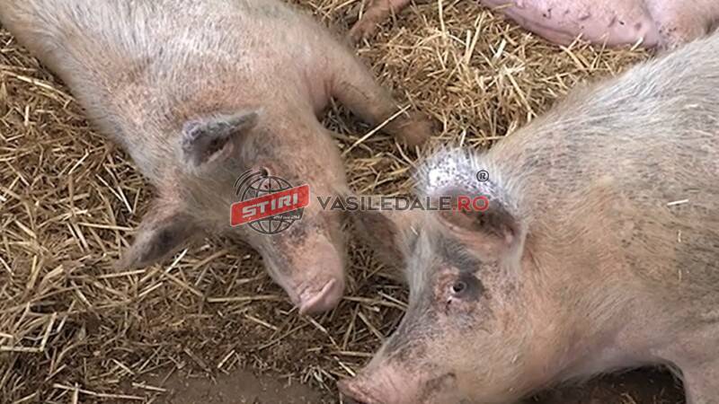 4 FOCARE DE PESTĂ PORCINĂ în Maramureș: Tămaia, Tămășești și Cătălina (VIDEO)