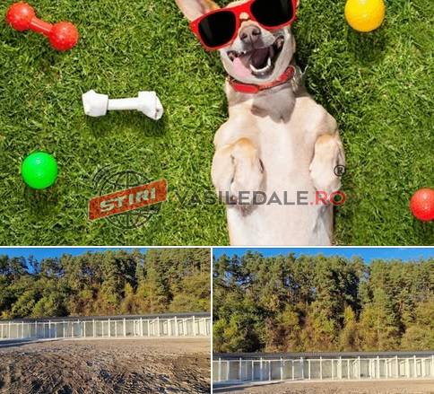 Primarul Vasile Coman, implicat în problema câinilor fără stăpân din Vișeu de Sus