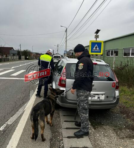 PREVENIRE: 125 auto verificate în Baia Mare, cu sprijinul câinelui Gam. Sancțiuni de circa 35.000 de lei aplicate în Baia Sprie