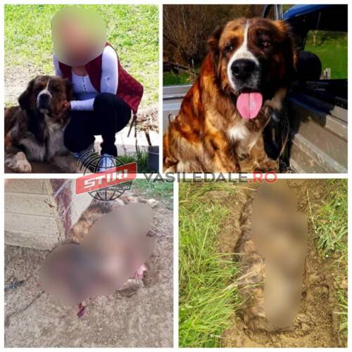 Caz revoltător la Vișeu de Sus: Un câine a fost ucis cu furca deși era legat. ”Pădurarul” identificat de polițiști (foto)