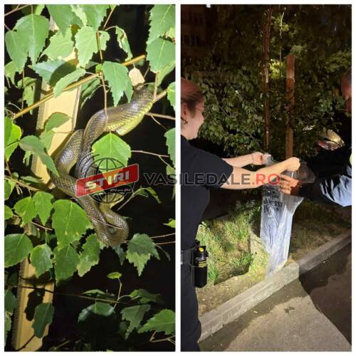 VIDEO: Șarpe în copac pe o stradă din Baia Mare. Polițiștii locali l-au dus în pădure, era neveninos (foto)
