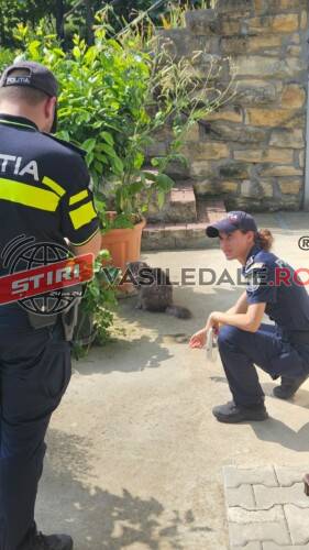 MALTRATAREA NU E OPŢIUNE, E INFRACŢIUNE: 27 deţinători de animale verificaţi, 56 de sancţiuni aplicate şi 2 infracţiuni constatate de poliţiştii Biroului pentru Protecţia Animalelor