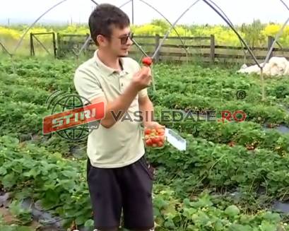 TÂRGU LĂPUȘ: Dorin face profit cu căpşuni dulci şi zemoase, deşi toamna bate la uşă. Abia face faţă cererii