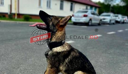 Polițiștii maramureșeni celebrează prietenia alături de colegii patrupezi