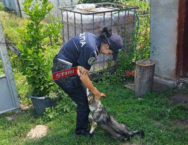 Trei zile de acțiune a polițiștilor, pentru verificarea modului de deținere a exemplarelor canine