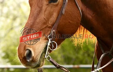 Cal lăsat nesupravegheat pe marginea DN 1C, încredințat de polițiști unei asociații care oferă servicii de adăpostire a animalelor