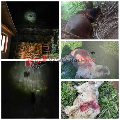 VIZITE ÎN MIEZ DE NOAPTE: La Cavnic urșii ajung zilnic în grădinile oamenilor dar și într-un cimitir. La Repedea, au ucis 4 oi și o vacă (VIDEO)