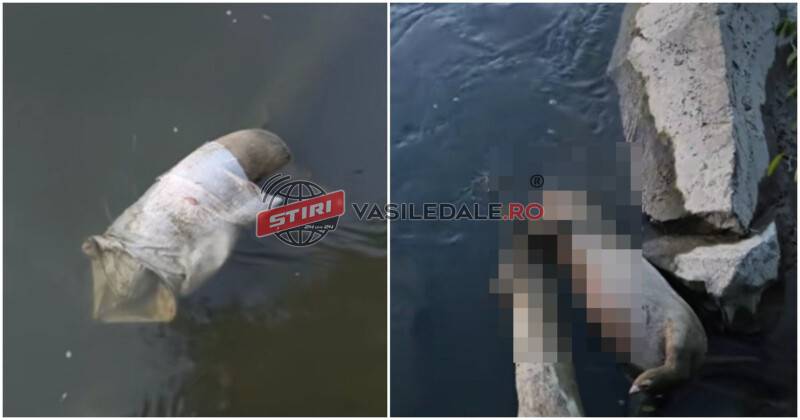 VIDEO. Bombă ecologică în zona Mogoșești! Cadavre de porci plutesc în râul Someș