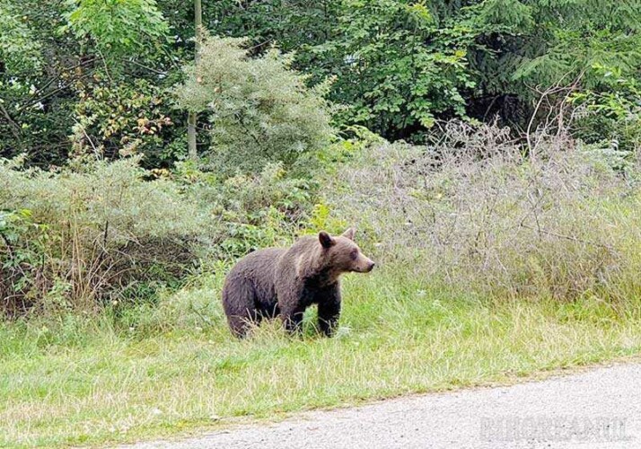 URS LA VIȘEU DE JOS: Autoritățile au emis alertă RO-ALERT