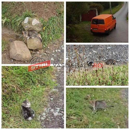OAMENI FĂRĂ SUFLET: A venit cu duba și a abandonat două pisicuțe pe strada Mânăstirii din Moisei. Poliția s-a autosesizat și-l caută (VIDEO)