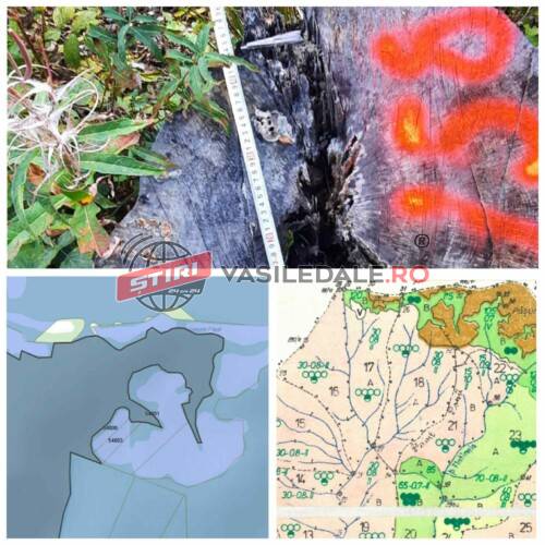 EXCLUSIV: Dovada că pădurile de pe Vaser au fost tăiate fără milă. Prădată este și proprietatea familiei unui fost ministru USR. Polițiștii dorm în ”papucii statului austriac”, dar hăituiesc jurnaliștii să le afle sursele (documente)