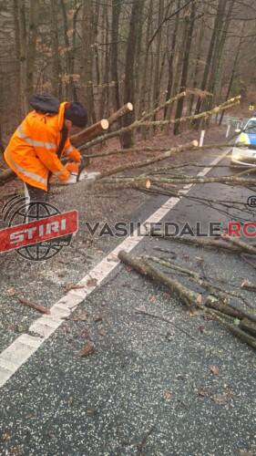 DN 18: Lucrări de îndepărtare a arborilor aflați în pericol de prăbușire, în Pasul Gutâi