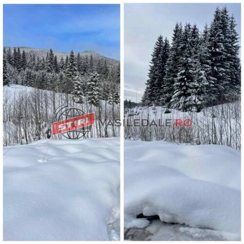 EXCLUSIV: AVEM DOVADA – În prag de Revelion au vrut să ”evapore” lemn tăiat ilegal de peste 300.000 euro de pe Valea Vaserului. Cine a decis să se meargă în control prin zăpadă de jumătate de metru (VIDEO)