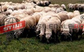 STRÂMTURA: Polițiștii au identificat doi bărbați, bănuiți de comiterea infracțiunii de furt. Au furat 16 oi în valoare de 30.000 de lei