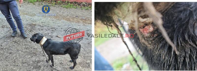 SIGHETU MARMAȚIEI: Cățel salvat de polițiștii Biroului pentru Protecția Animalelor. Amenzi de 30.000 de lei (actualizare)