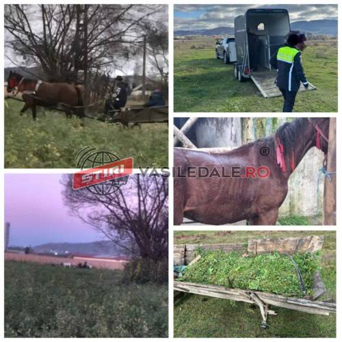 EXCLUSIV: Fermierii din Țara Lăpușului terorizați de infractori. Căruță urmărită de poliție până i-a zburat o roată. Hoții au fugit călare fiind prinși după ce calul a leșinat (foto) – actualizare