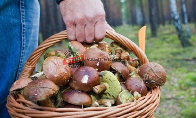 ciuperci