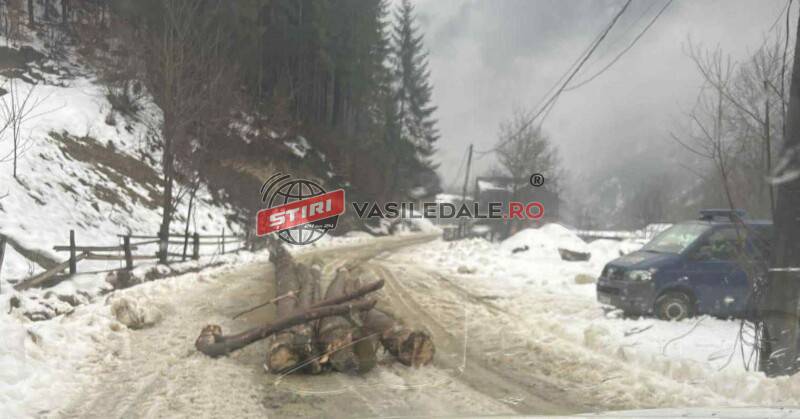 EXCLUSIV FOTO: Tânăr de 19 ani din Vișeu de Sus, prins transportând lemn fără documente. Le-a abandonat în mijlocul drumului, refuzând să le ducă la locul de păstrare